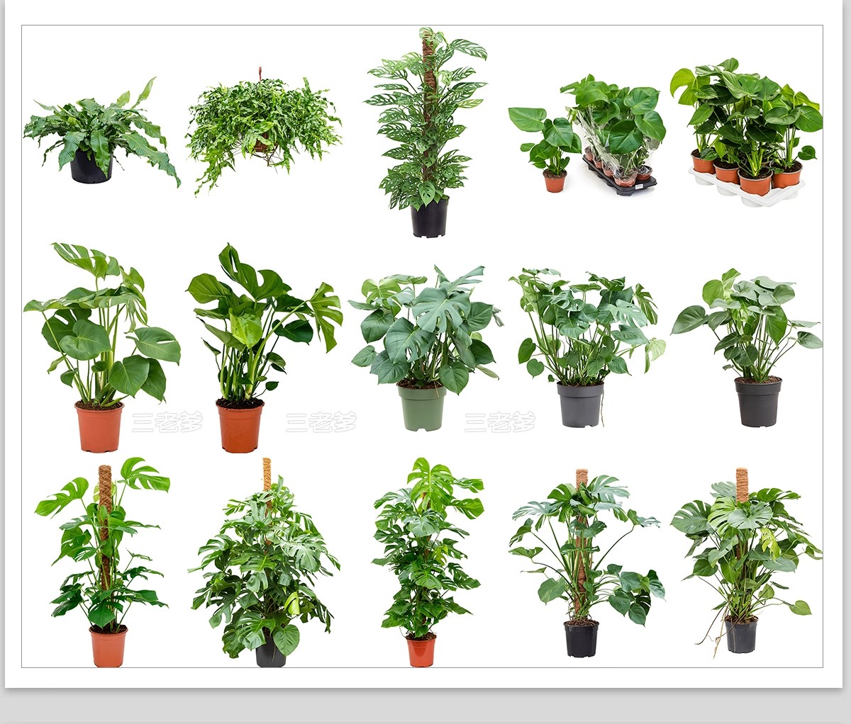 图片[9]-室内盆栽绿植花盆植物组合ps素材 现代简约客厅摆件免抠psd免抠图-大怪兽分享