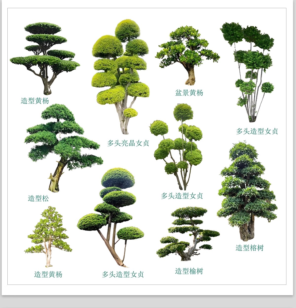 图片[9]-PS景观造型植物灌木球造型树迎客罗汉松桩景效果图png棒棒糖素材-大怪兽分享