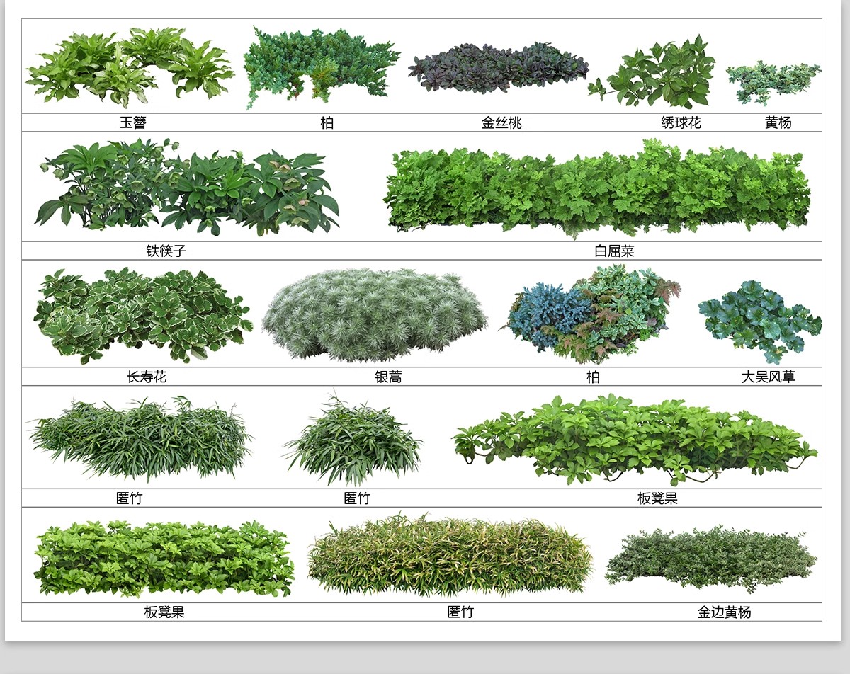 图片[9]-庭院植物灌木地被psd素材 花园玉簪矾根百子莲南天竹蕨苔草ps免扣-大怪兽分享
