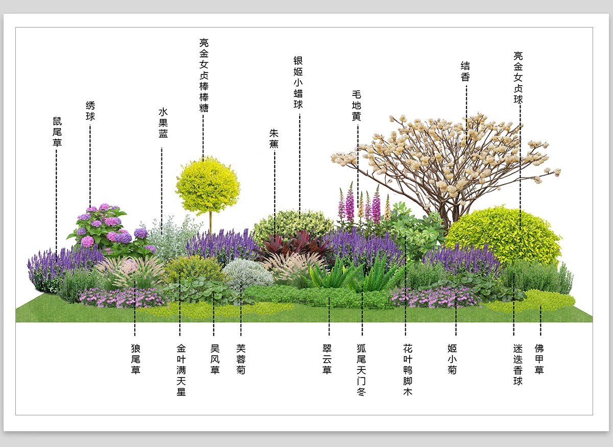 图片[10]-耐阴植物psd免扣园林景观蕨类苔藓矾根苔藓花镜地被ps素材效果图-大怪兽分享