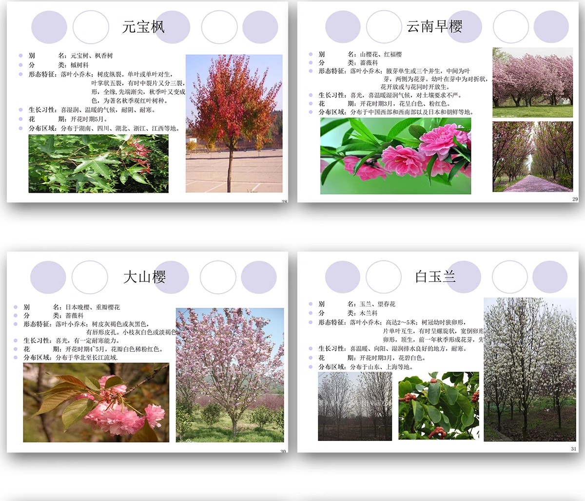 图片[11]-常用园林植物认识介绍乔木灌木地被花卉景观分类应用图片PPT模板-大怪兽分享