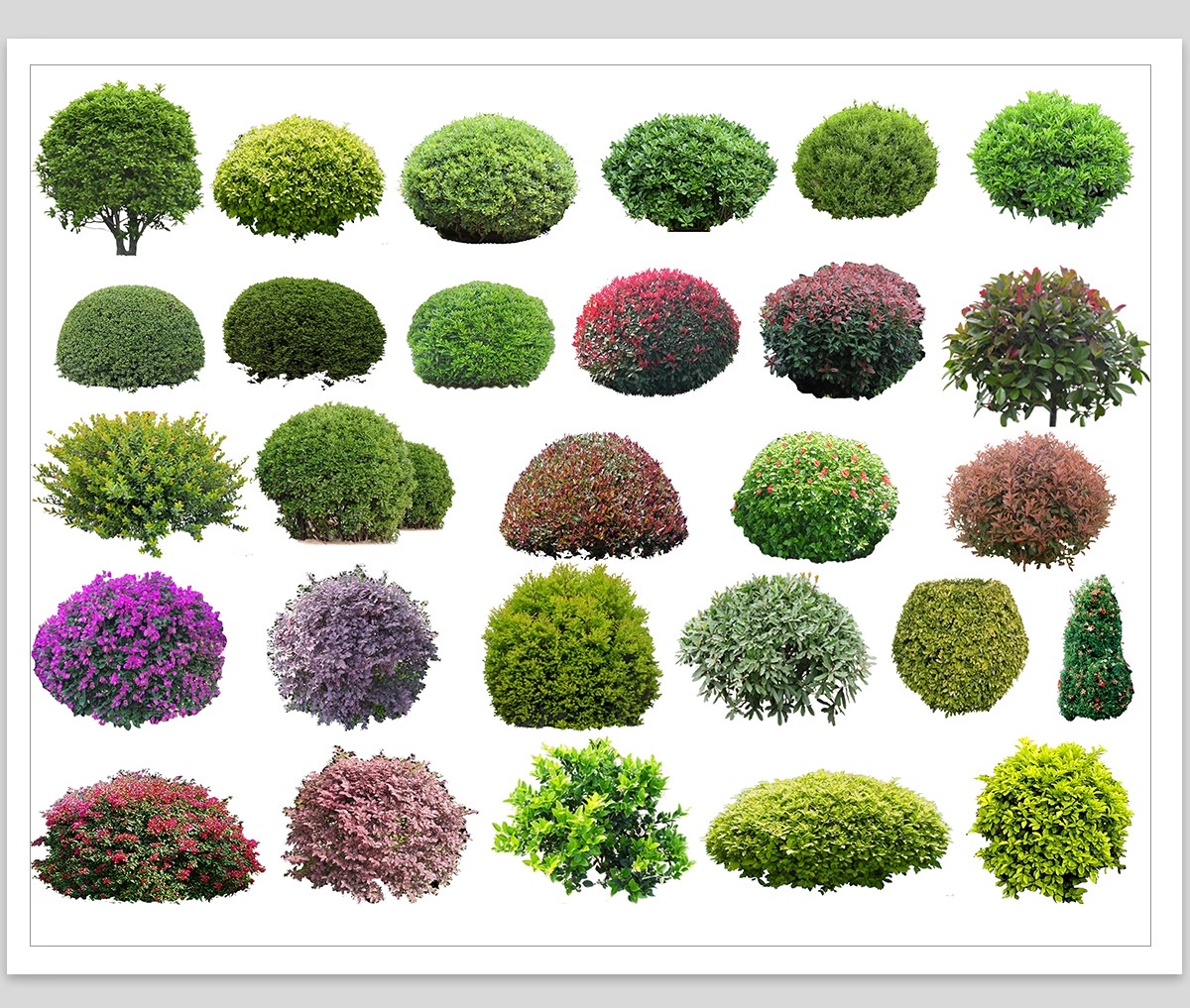 图片[10]-园林景观灌木球ps素材psd免抠效果图球形植物红檵木黄杨女贞石楠-大怪兽分享