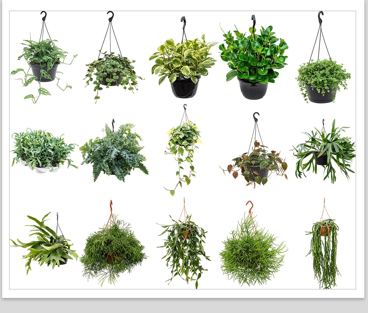 图片[10]-室内盆栽绿植花盆植物组合ps素材 现代简约客厅摆件免抠psd免抠图-大怪兽分享