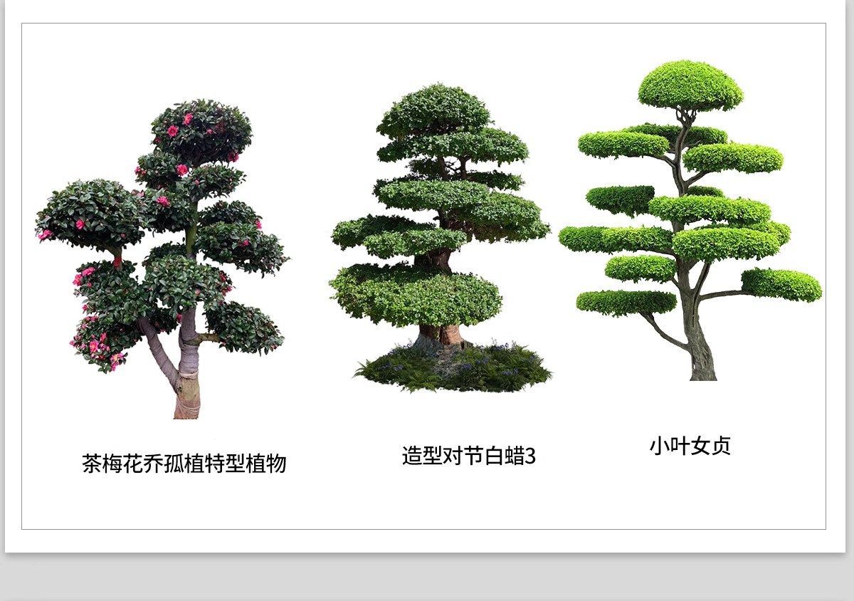 图片[10]-PS景观造型植物灌木球造型树迎客罗汉松桩景效果图png棒棒糖素材-大怪兽分享