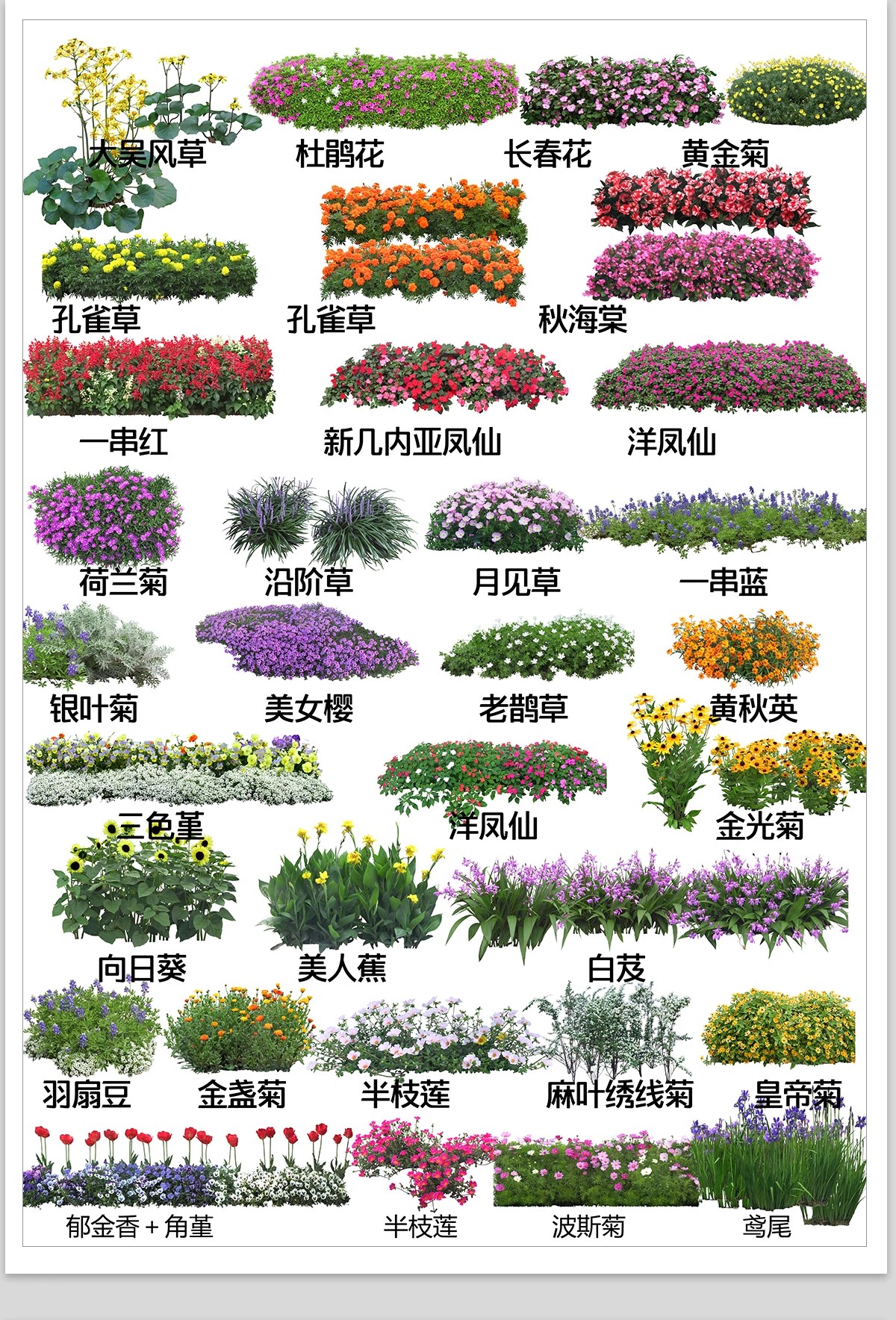 图片[10]-庭院植物灌木地被psd素材 花园玉簪矾根百子莲南天竹蕨苔草ps免扣-大怪兽分享