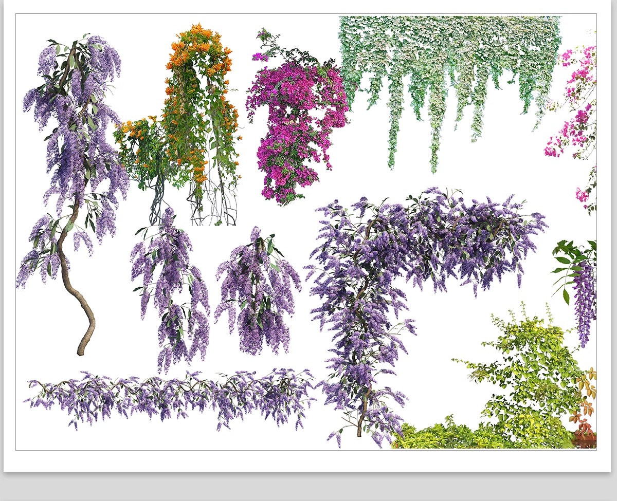 图片[10]-藤蔓爬藤植物爬墙攀援垂钓围墙月季花PS素材蔷薇廊架藤本免抠PSD-大怪兽分享