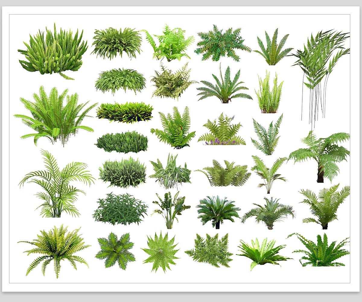 图片[11]-耐阴植物psd免扣园林景观蕨类苔藓矾根苔藓花镜地被ps素材效果图-大怪兽分享