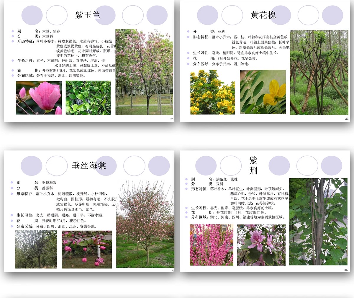 图片[12]-常用园林植物认识介绍乔木灌木地被花卉景观分类应用图片PPT模板-大怪兽分享
