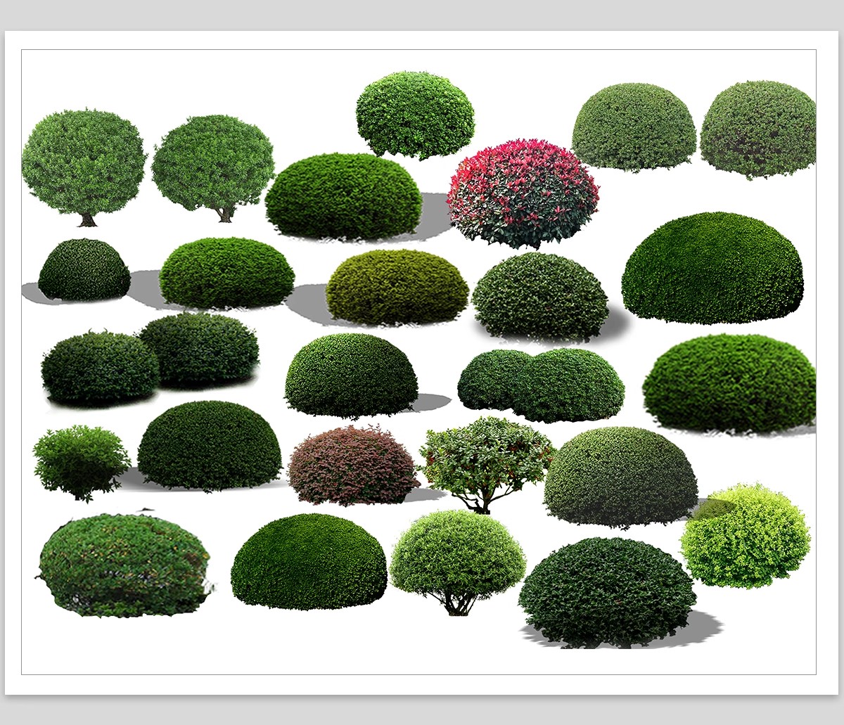 图片[11]-园林景观灌木球ps素材psd免抠效果图球形植物红檵木黄杨女贞石楠-大怪兽分享