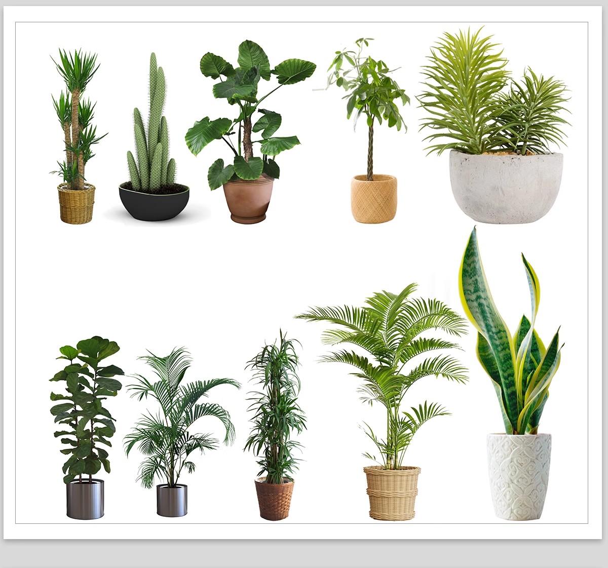 图片[11]-室内盆栽绿植花盆植物组合ps素材 现代简约客厅摆件免抠psd免抠图-大怪兽分享