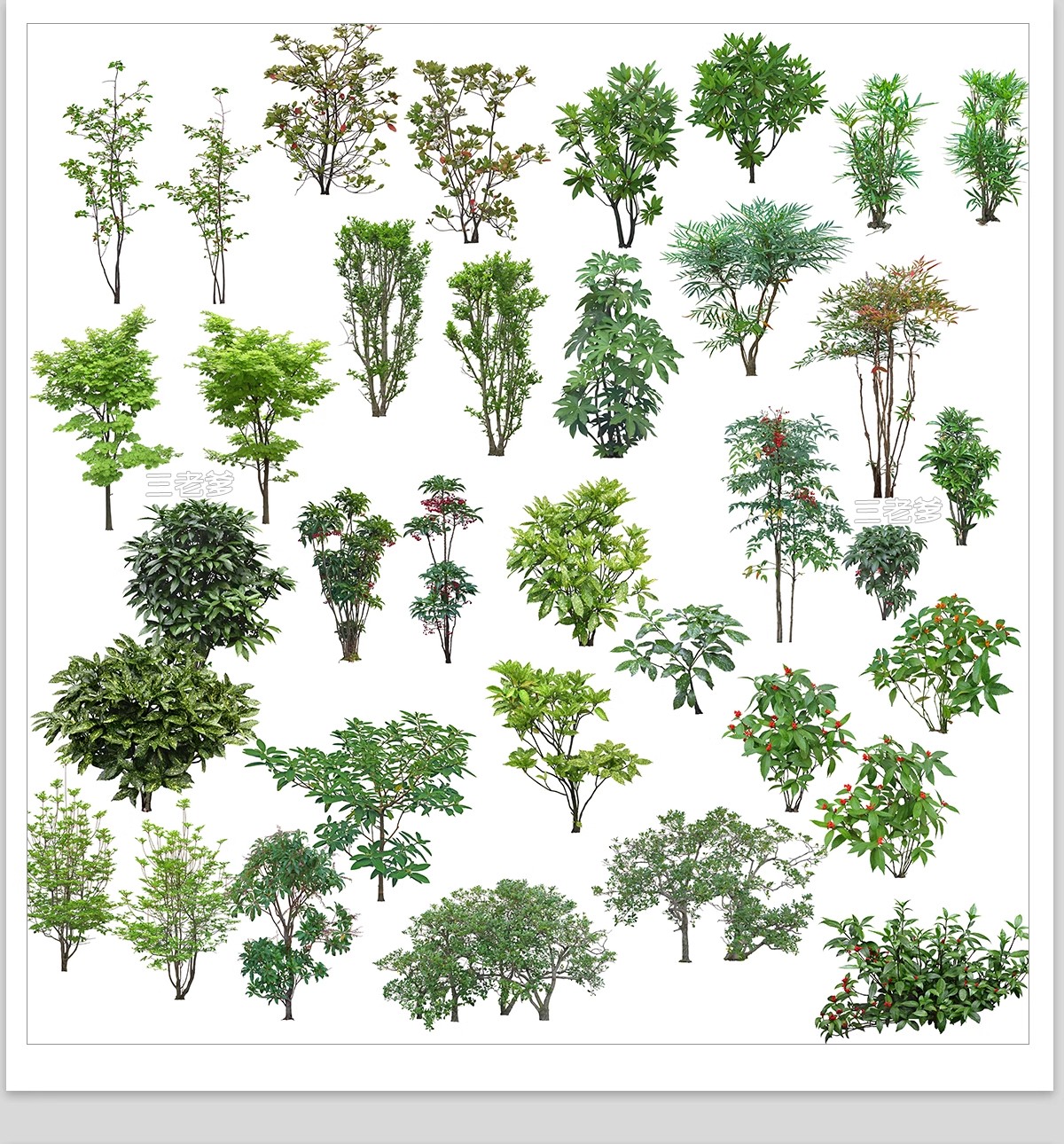 图片[11]-庭院植物灌木地被psd素材 花园玉簪矾根百子莲南天竹蕨苔草ps免扣-大怪兽分享