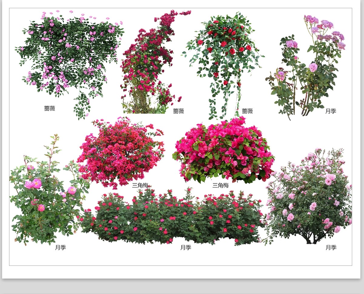 图片[11]-藤蔓爬藤植物爬墙攀援垂钓围墙月季花PS素材蔷薇廊架藤本免抠PSD-大怪兽分享