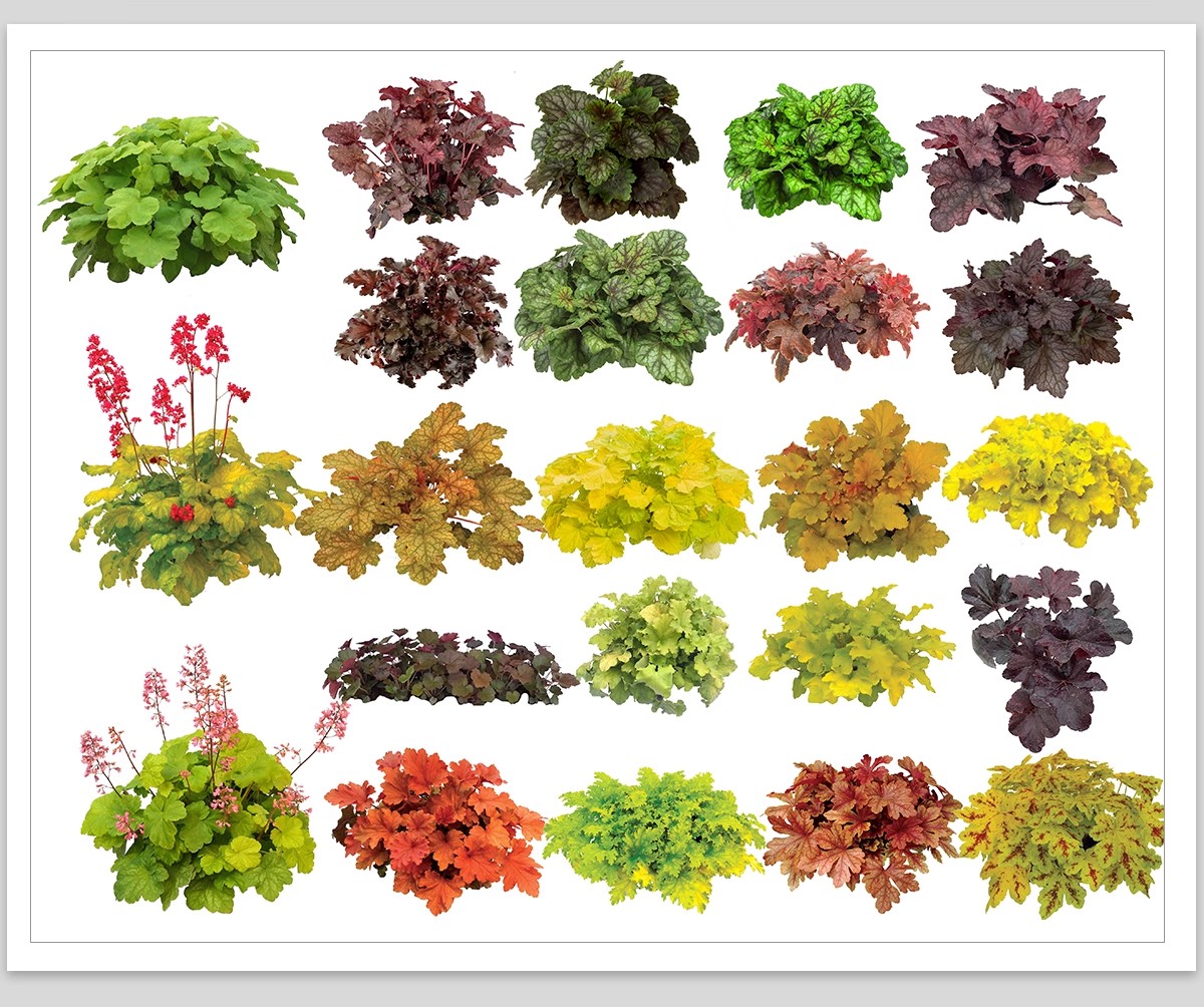 图片[12]-耐阴植物psd免扣园林景观蕨类苔藓矾根苔藓花镜地被ps素材效果图-大怪兽分享