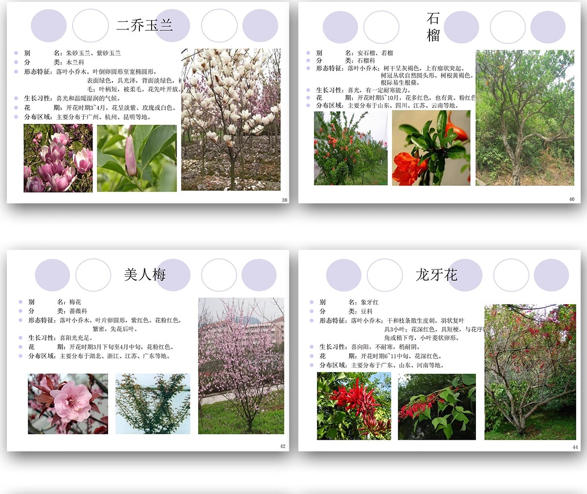 图片[13]-常用园林植物认识介绍乔木灌木地被花卉景观分类应用图片PPT模板-大怪兽分享