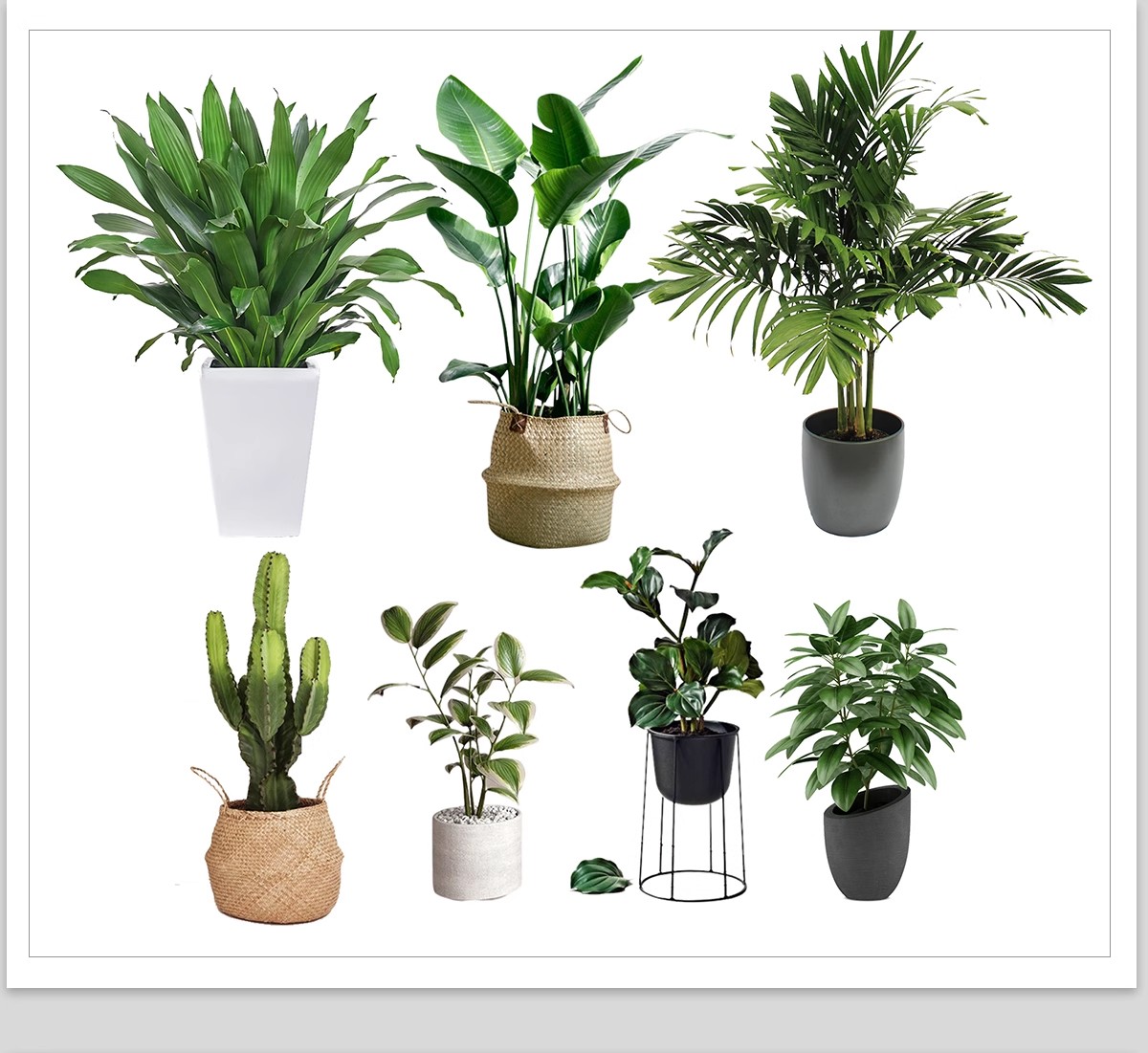 图片[12]-室内盆栽绿植花盆植物组合ps素材 现代简约客厅摆件免抠psd免抠图-大怪兽分享