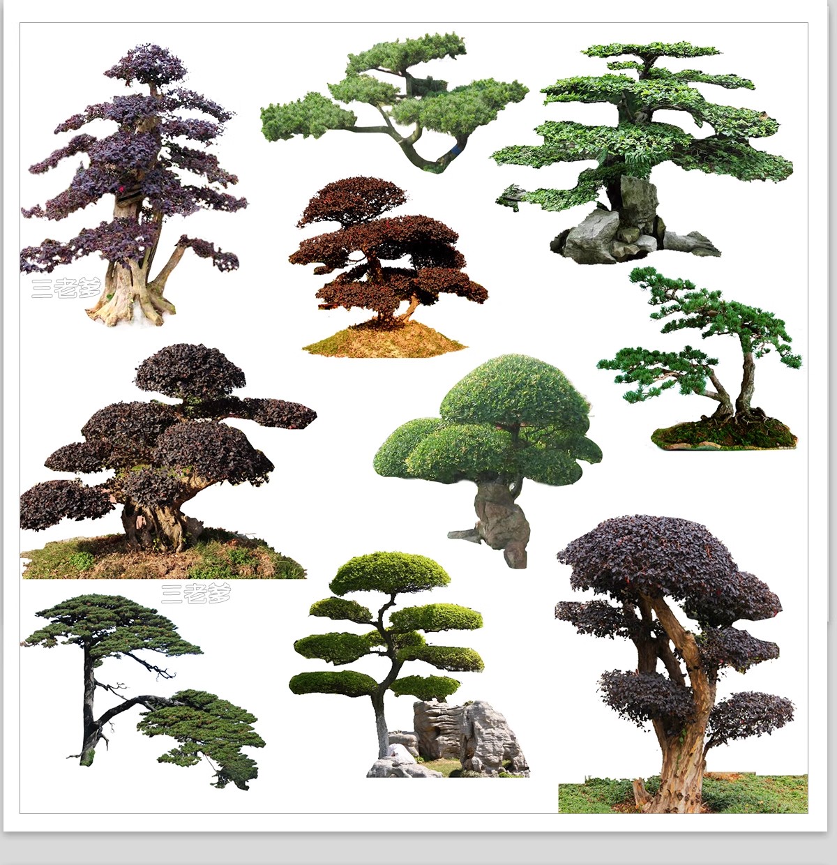 图片[12]-PS景观造型植物灌木球造型树迎客罗汉松桩景效果图png棒棒糖素材-大怪兽分享