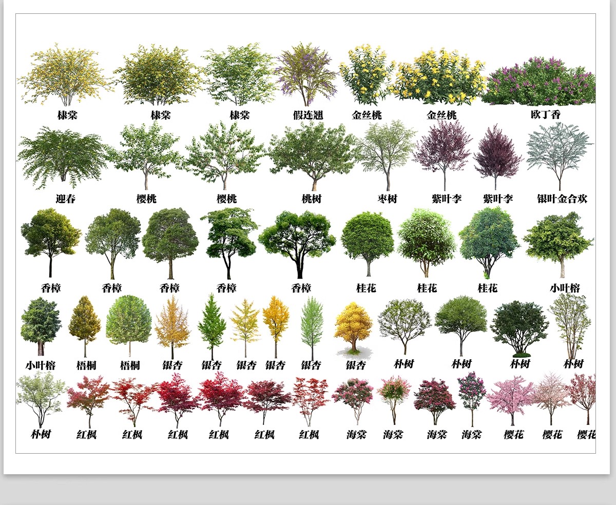 图片[12]-庭院植物灌木地被psd素材 花园玉簪矾根百子莲南天竹蕨苔草ps免扣-大怪兽分享