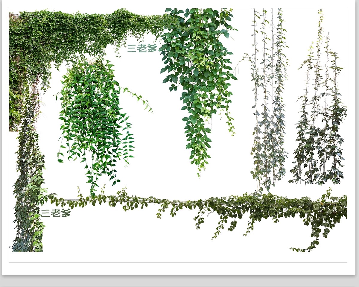 图片[12]-藤蔓爬藤植物爬墙攀援垂钓围墙月季花PS素材蔷薇廊架藤本免抠PSD-大怪兽分享
