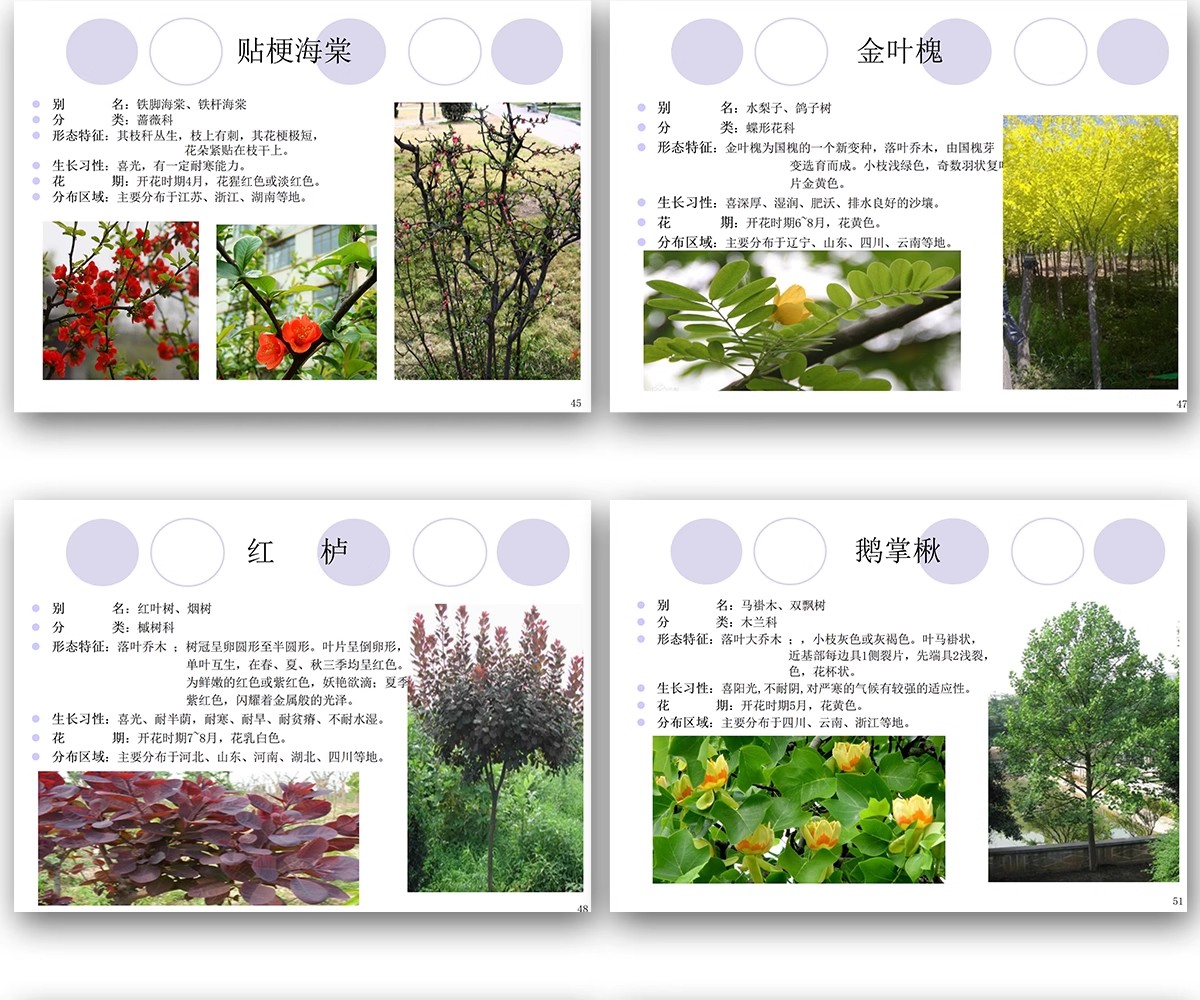 图片[14]-常用园林植物认识介绍乔木灌木地被花卉景观分类应用图片PPT模板-大怪兽分享