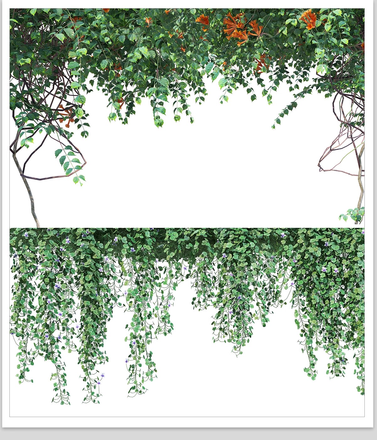 图片[13]-藤蔓爬藤植物爬墙攀援垂钓围墙月季花PS素材蔷薇廊架藤本免抠PSD-大怪兽分享
