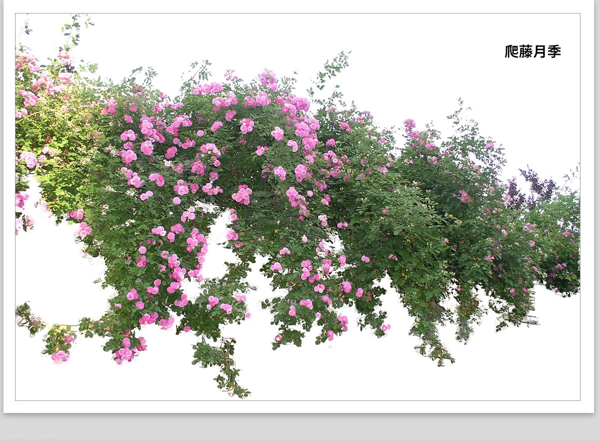 图片[14]-藤蔓爬藤植物爬墙攀援垂钓围墙月季花PS素材蔷薇廊架藤本免抠PSD-大怪兽分享