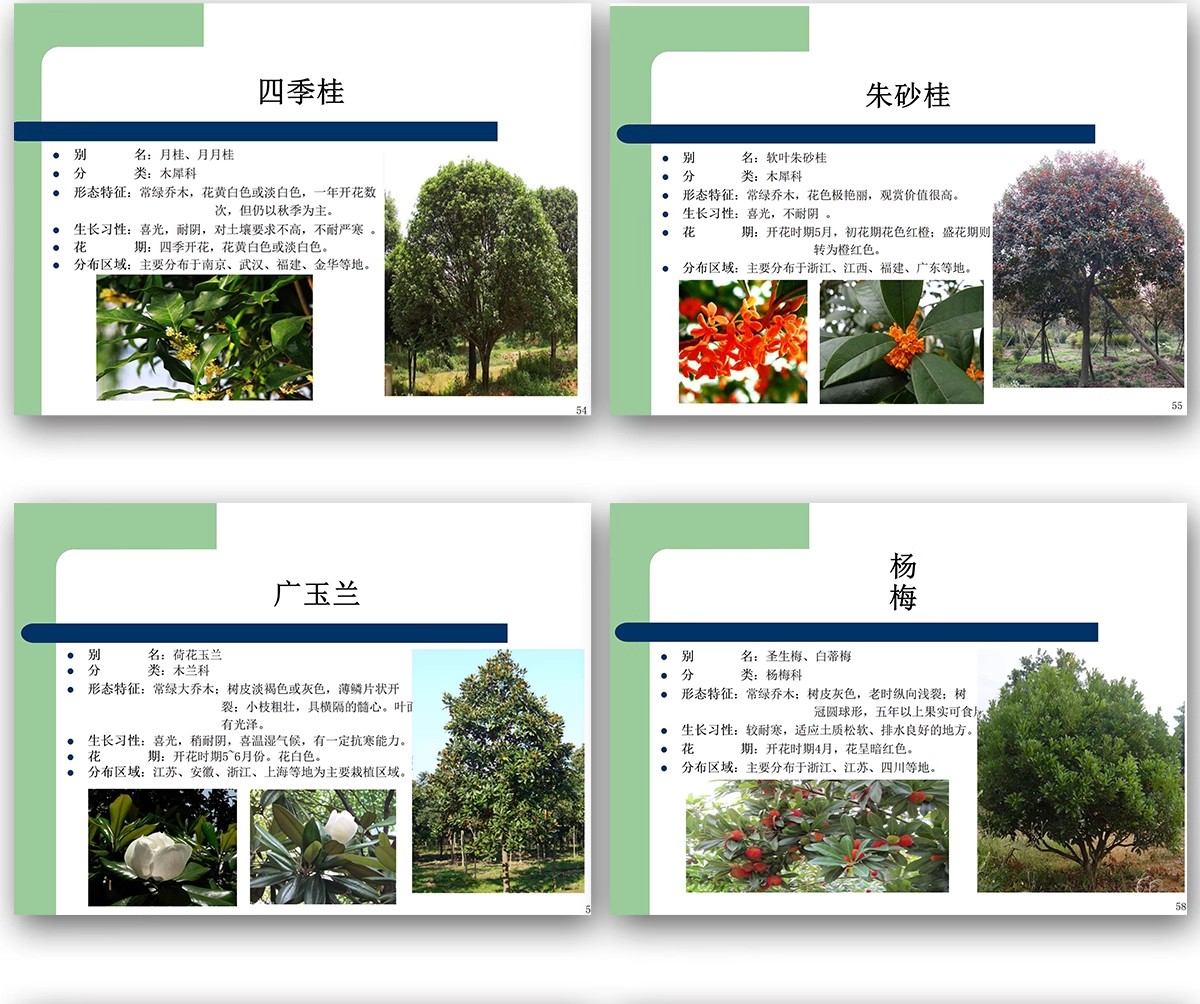 图片[15]-常用园林植物认识介绍乔木灌木地被花卉景观分类应用图片PPT模板-大怪兽分享