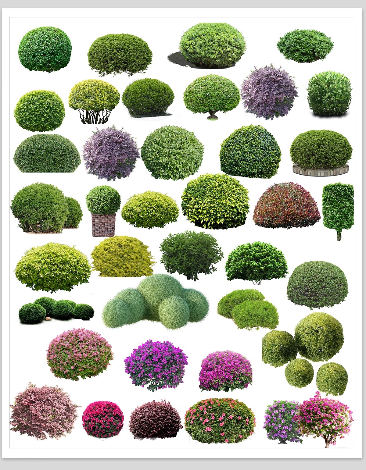 图片[14]-园林景观灌木球ps素材psd免抠效果图球形植物红檵木黄杨女贞石楠-大怪兽分享