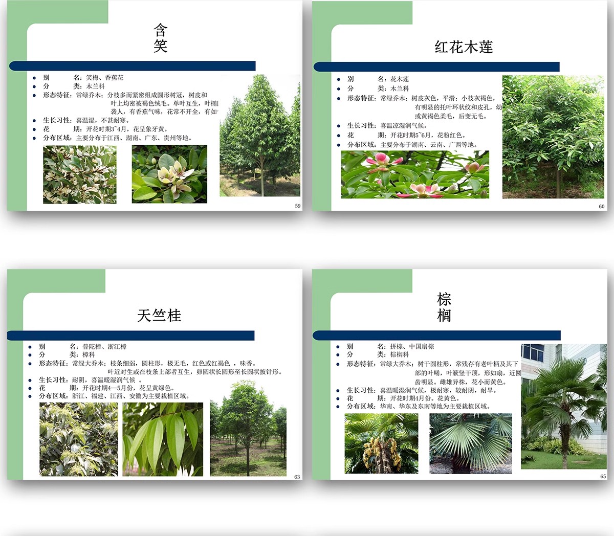 图片[16]-常用园林植物认识介绍乔木灌木地被花卉景观分类应用图片PPT模板-大怪兽分享