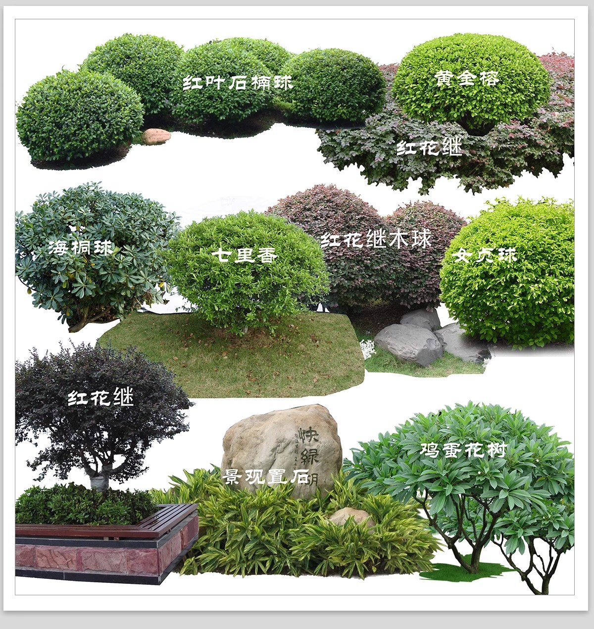 图片[15]-园林景观灌木球ps素材psd免抠效果图球形植物红檵木黄杨女贞石楠-大怪兽分享