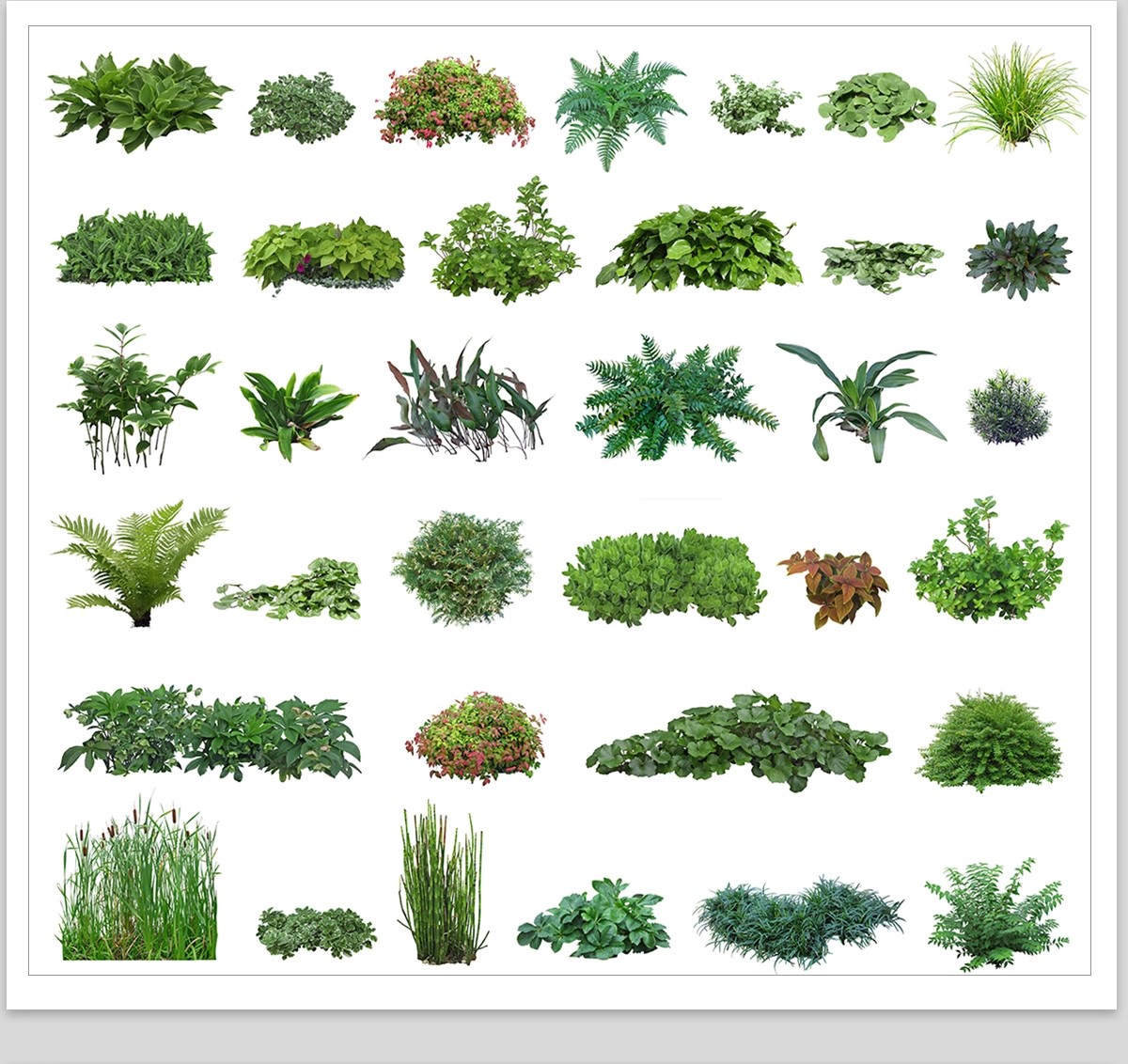 图片[15]-庭院植物灌木地被psd素材 花园玉簪矾根百子莲南天竹蕨苔草ps免扣-大怪兽分享