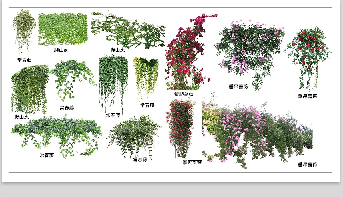 图片[15]-藤蔓爬藤植物爬墙攀援垂钓围墙月季花PS素材蔷薇廊架藤本免抠PSD-大怪兽分享