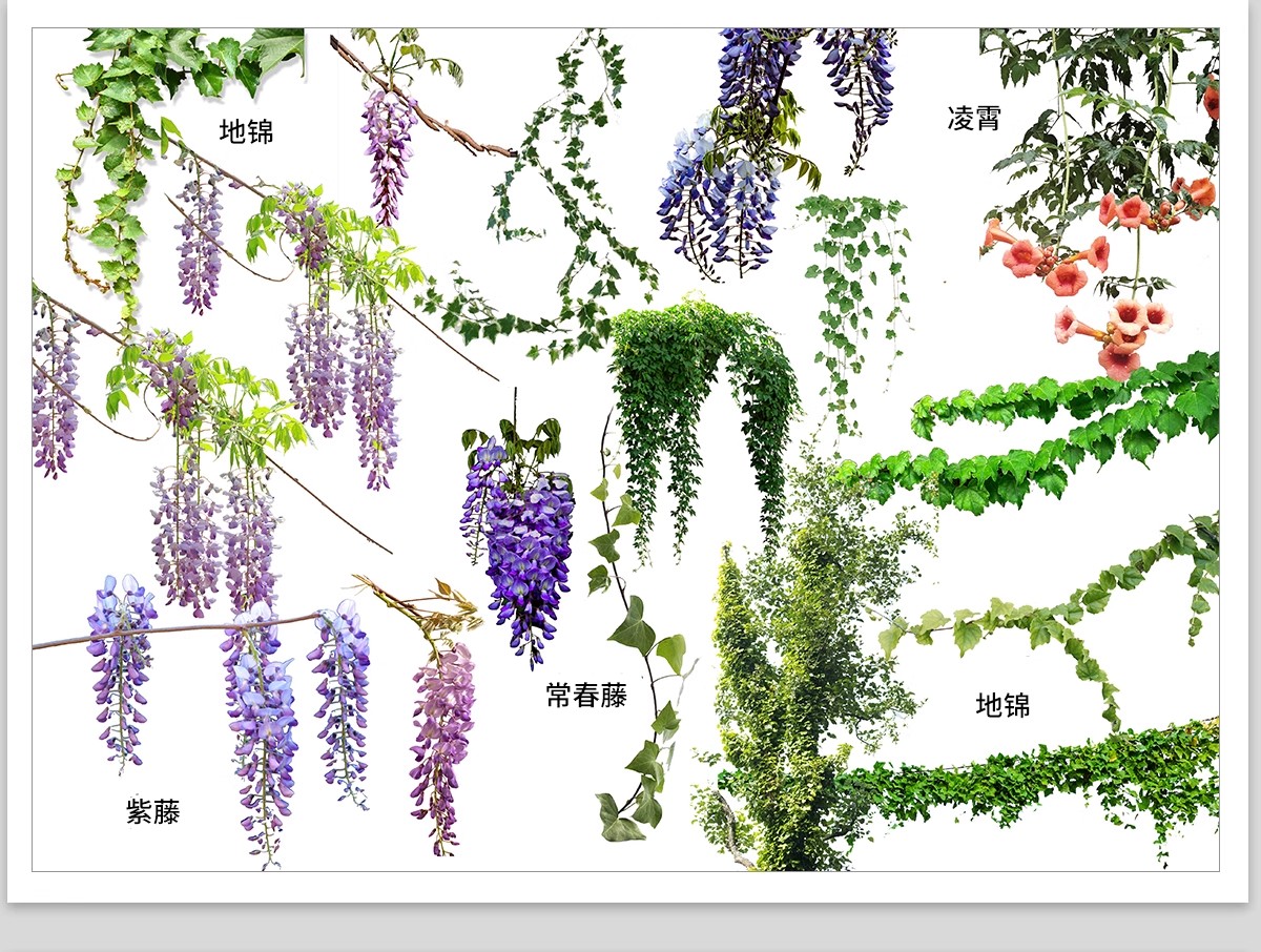 图片[16]-藤蔓爬藤植物爬墙攀援垂钓围墙月季花PS素材蔷薇廊架藤本免抠PSD-大怪兽分享