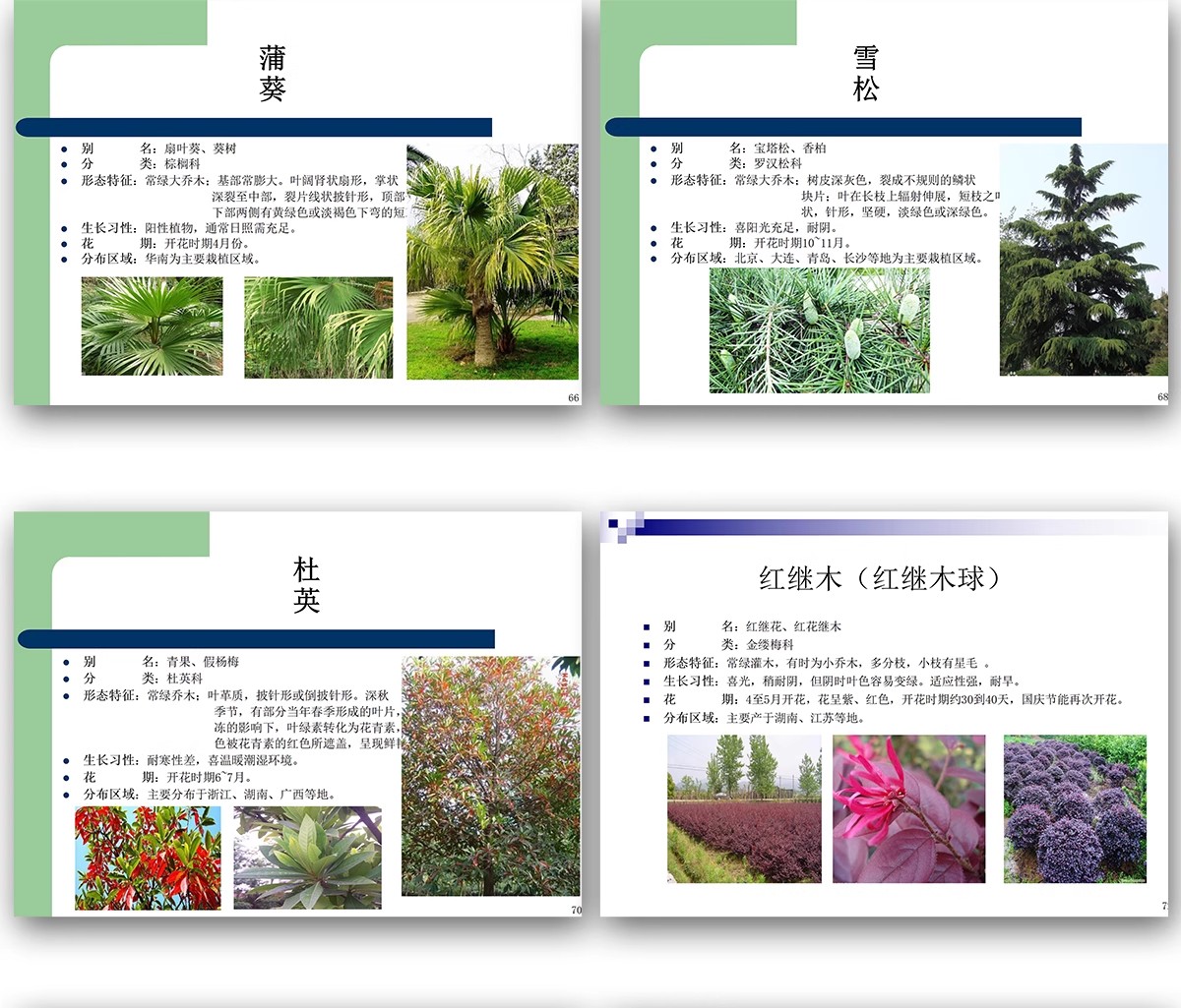 图片[17]-常用园林植物认识介绍乔木灌木地被花卉景观分类应用图片PPT模板-大怪兽分享