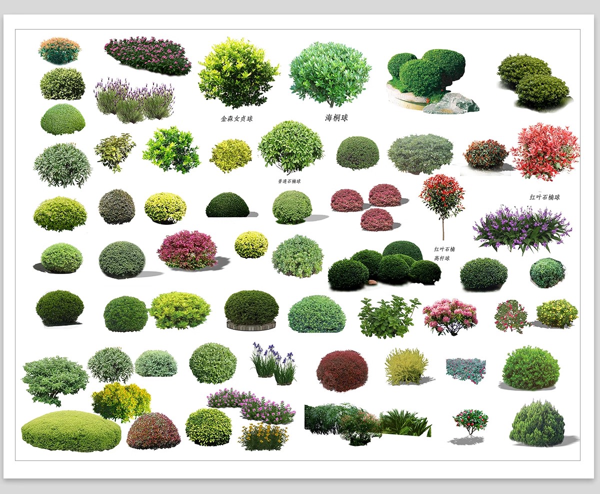 图片[16]-园林景观灌木球ps素材psd免抠效果图球形植物红檵木黄杨女贞石楠-大怪兽分享