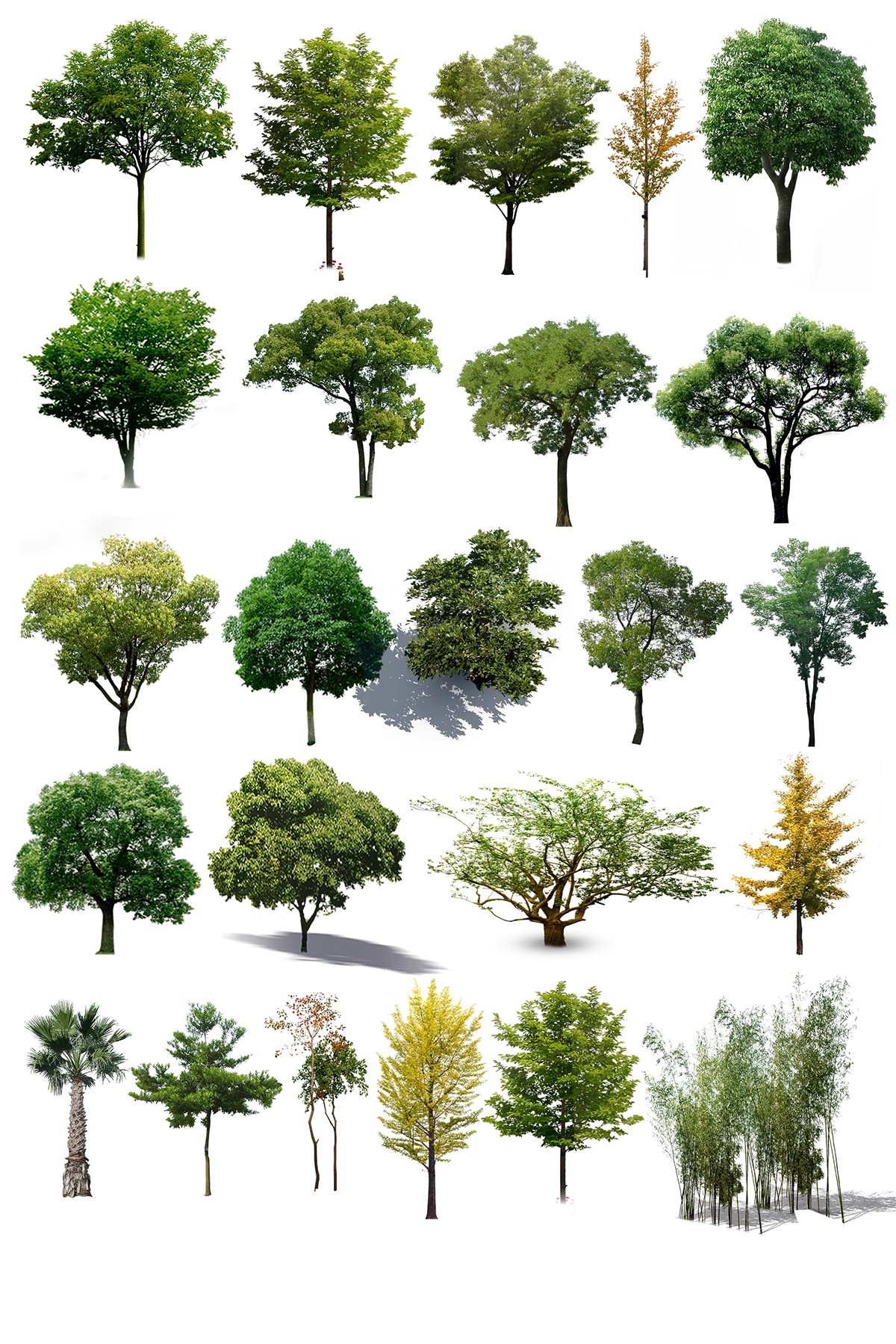 图片[16]-高清植物PS贴图真实乔木竞赛秋季植物PNG免扣园林景观植物素材-大怪兽分享