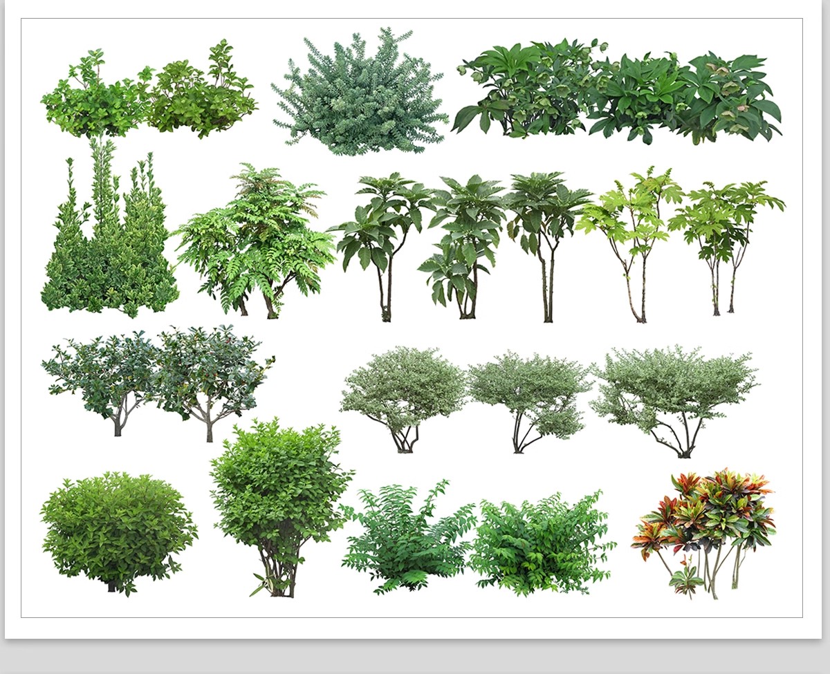 图片[16]-庭院植物灌木地被psd素材 花园玉簪矾根百子莲南天竹蕨苔草ps免扣-大怪兽分享