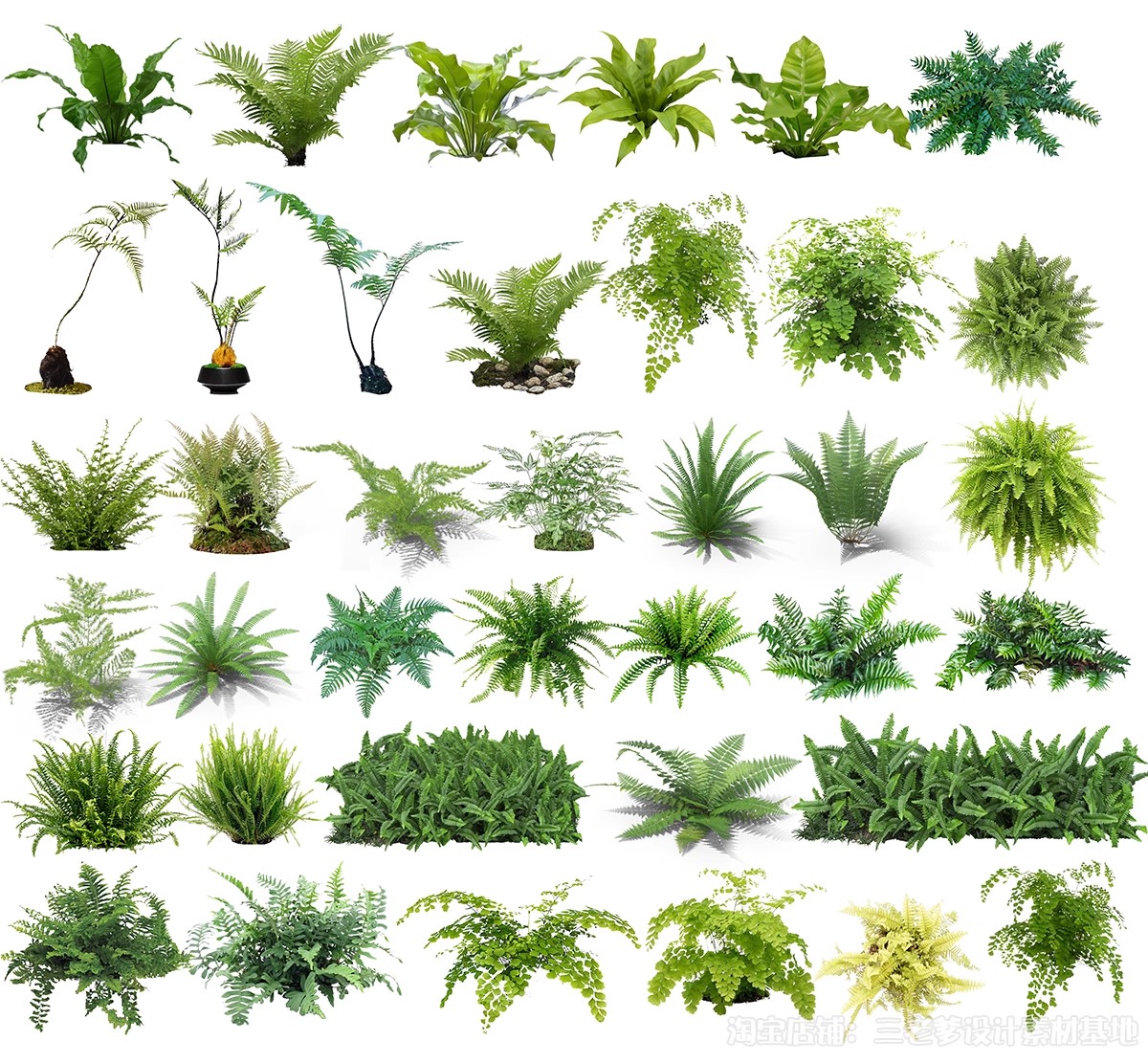 图片[17]-耐阴植物psd免扣园林景观蕨类苔藓矾根苔藓花镜地被ps素材效果图-大怪兽分享