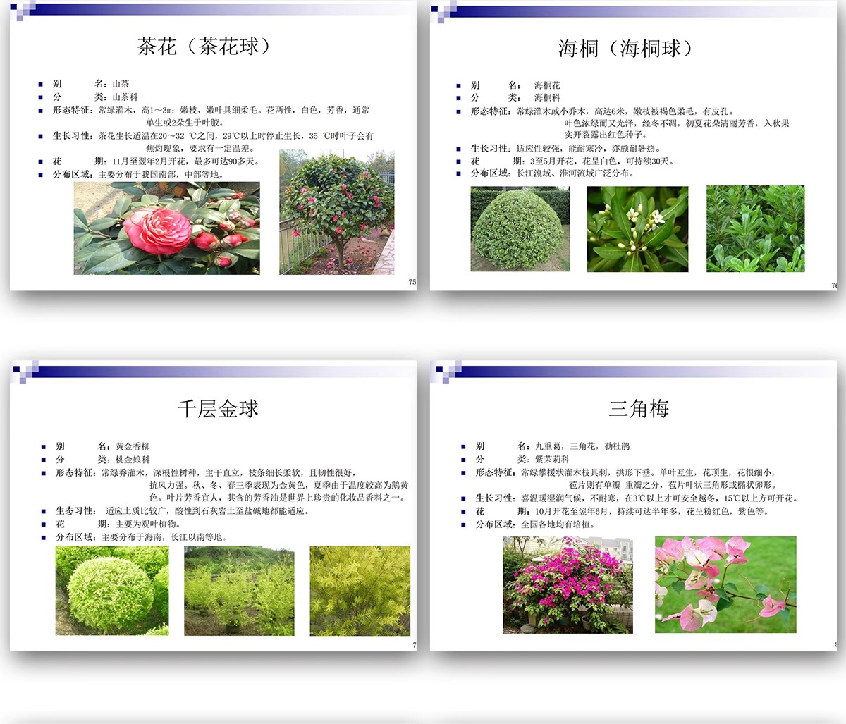 图片[18]-常用园林植物认识介绍乔木灌木地被花卉景观分类应用图片PPT模板-大怪兽分享