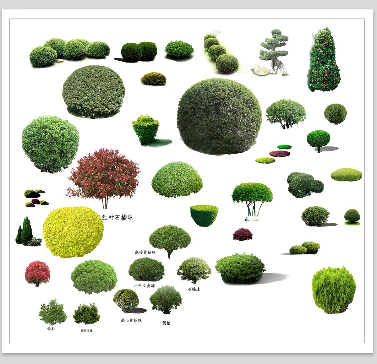 图片[17]-园林景观灌木球ps素材psd免抠效果图球形植物红檵木黄杨女贞石楠-大怪兽分享