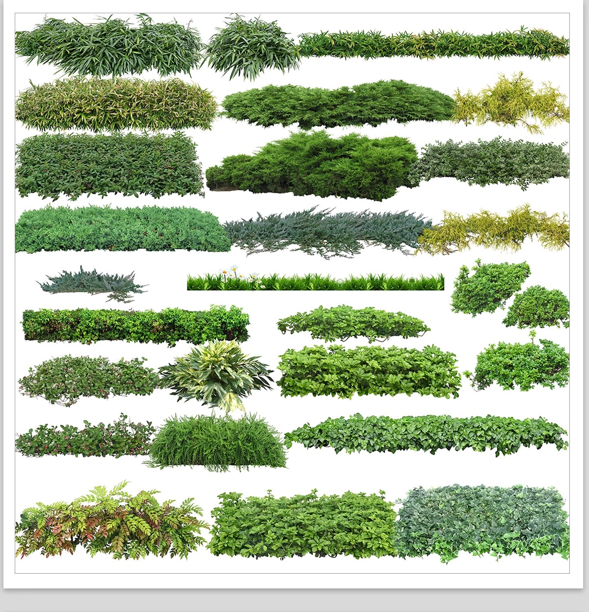 图片[17]-庭院植物灌木地被psd素材 花园玉簪矾根百子莲南天竹蕨苔草ps免扣-大怪兽分享