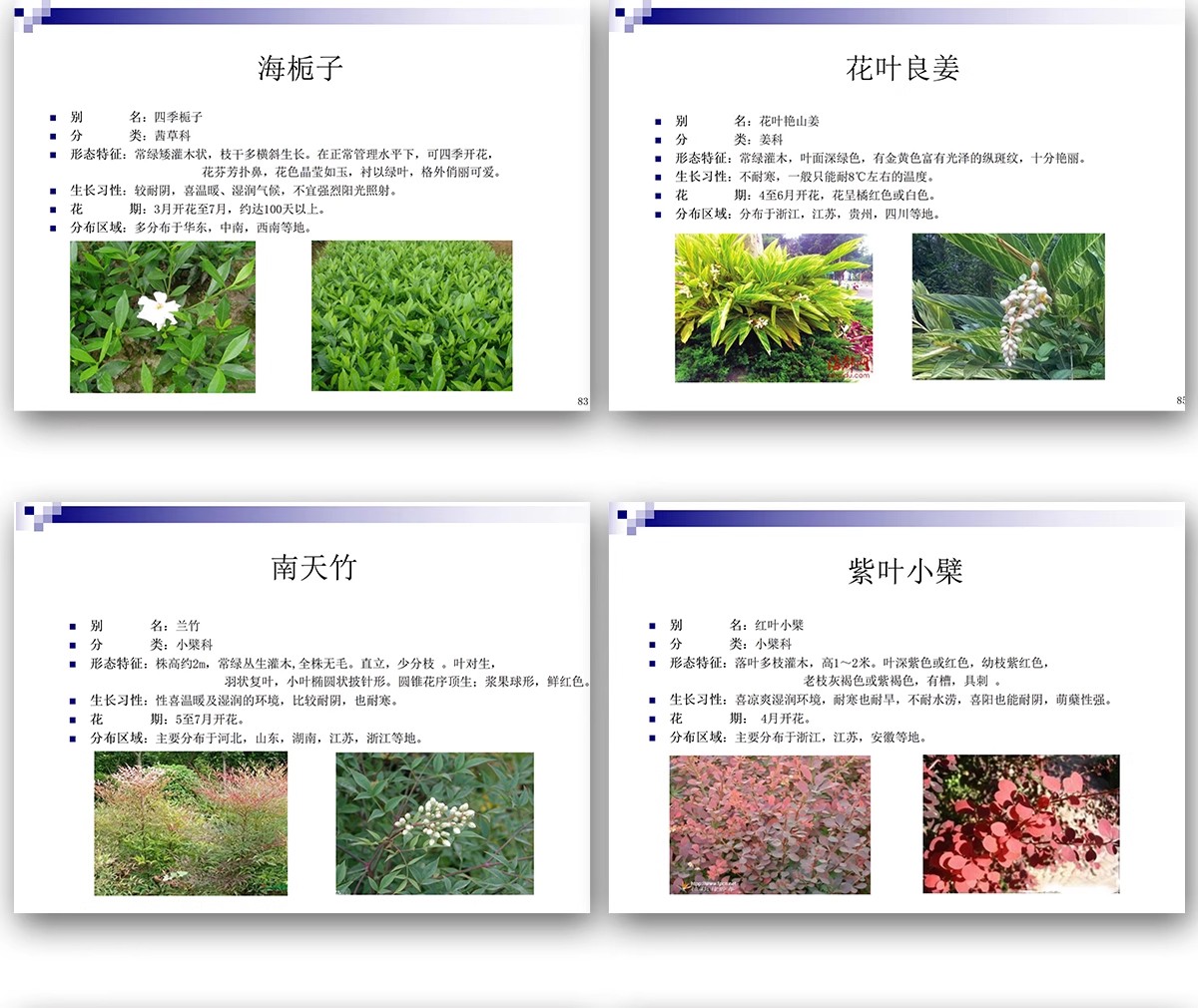 图片[19]-常用园林植物认识介绍乔木灌木地被花卉景观分类应用图片PPT模板-大怪兽分享