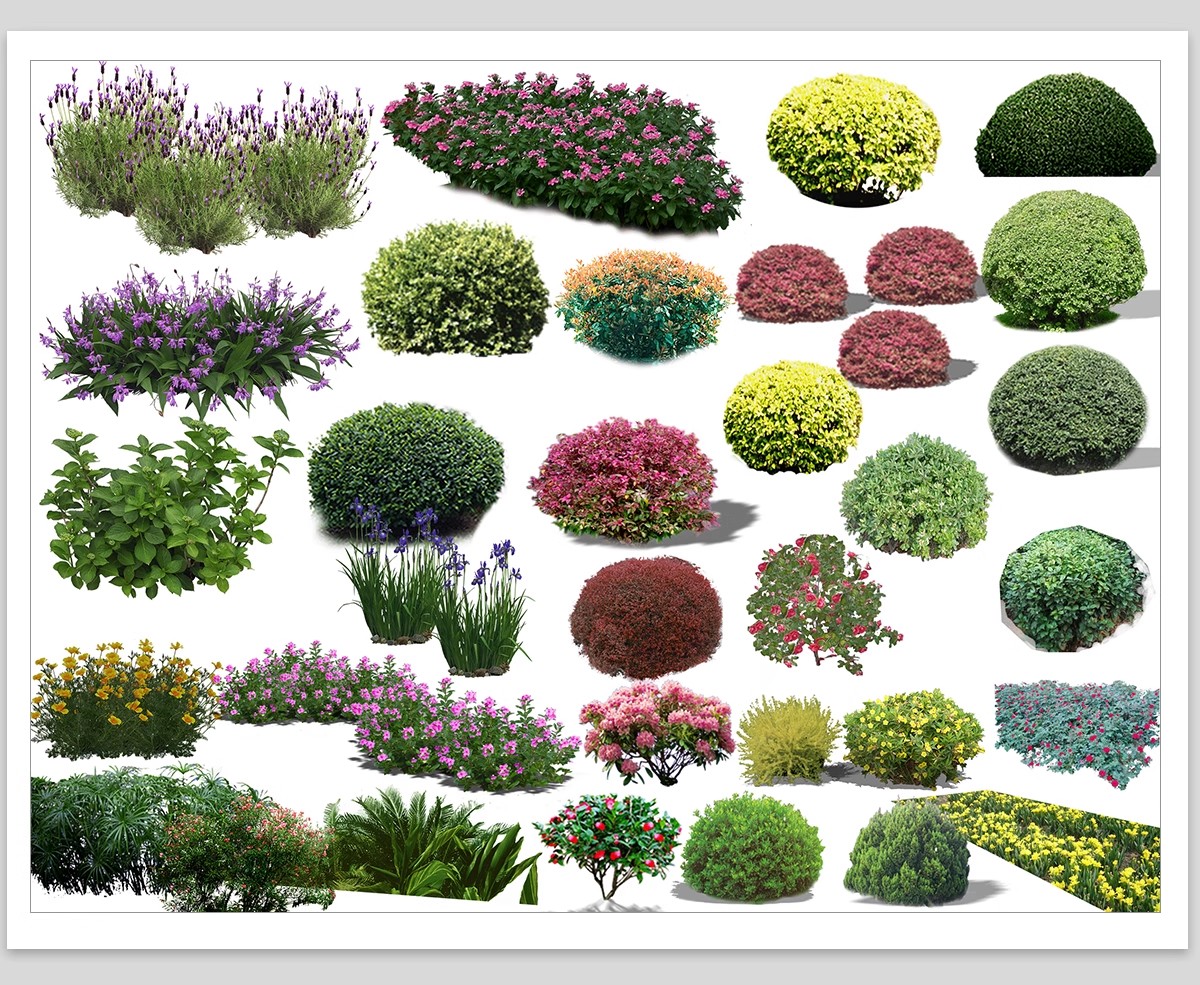 图片[18]-园林景观灌木球ps素材psd免抠效果图球形植物红檵木黄杨女贞石楠-大怪兽分享