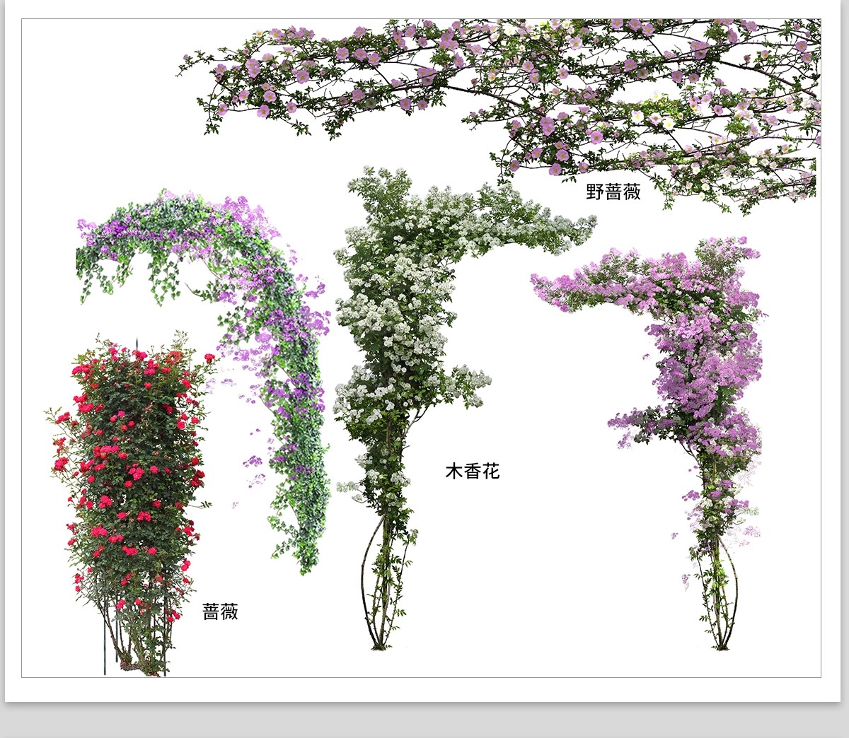 图片[18]-藤蔓爬藤植物爬墙攀援垂钓围墙月季花PS素材蔷薇廊架藤本免抠PSD-大怪兽分享