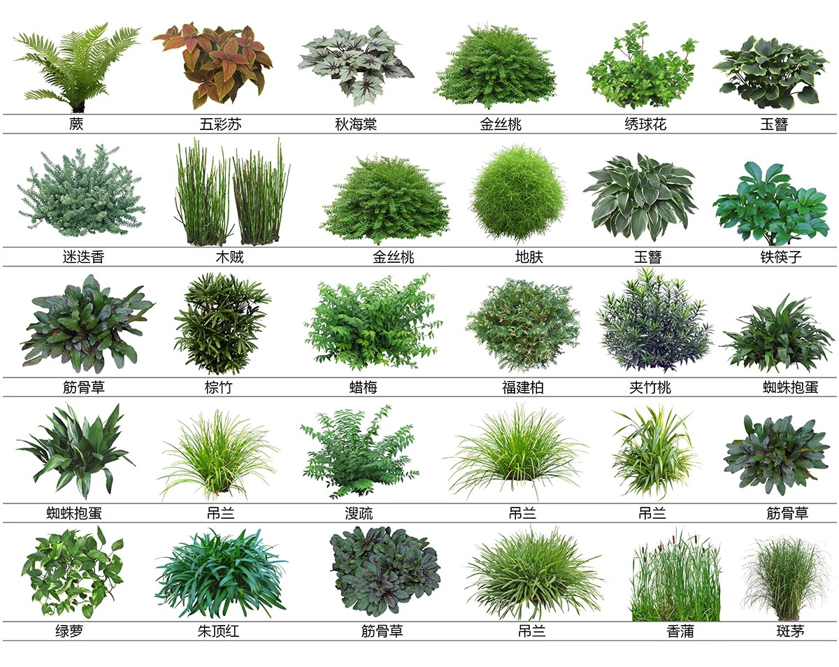 图片[19]-耐阴植物psd免扣园林景观蕨类苔藓矾根苔藓花镜地被ps素材效果图-大怪兽分享