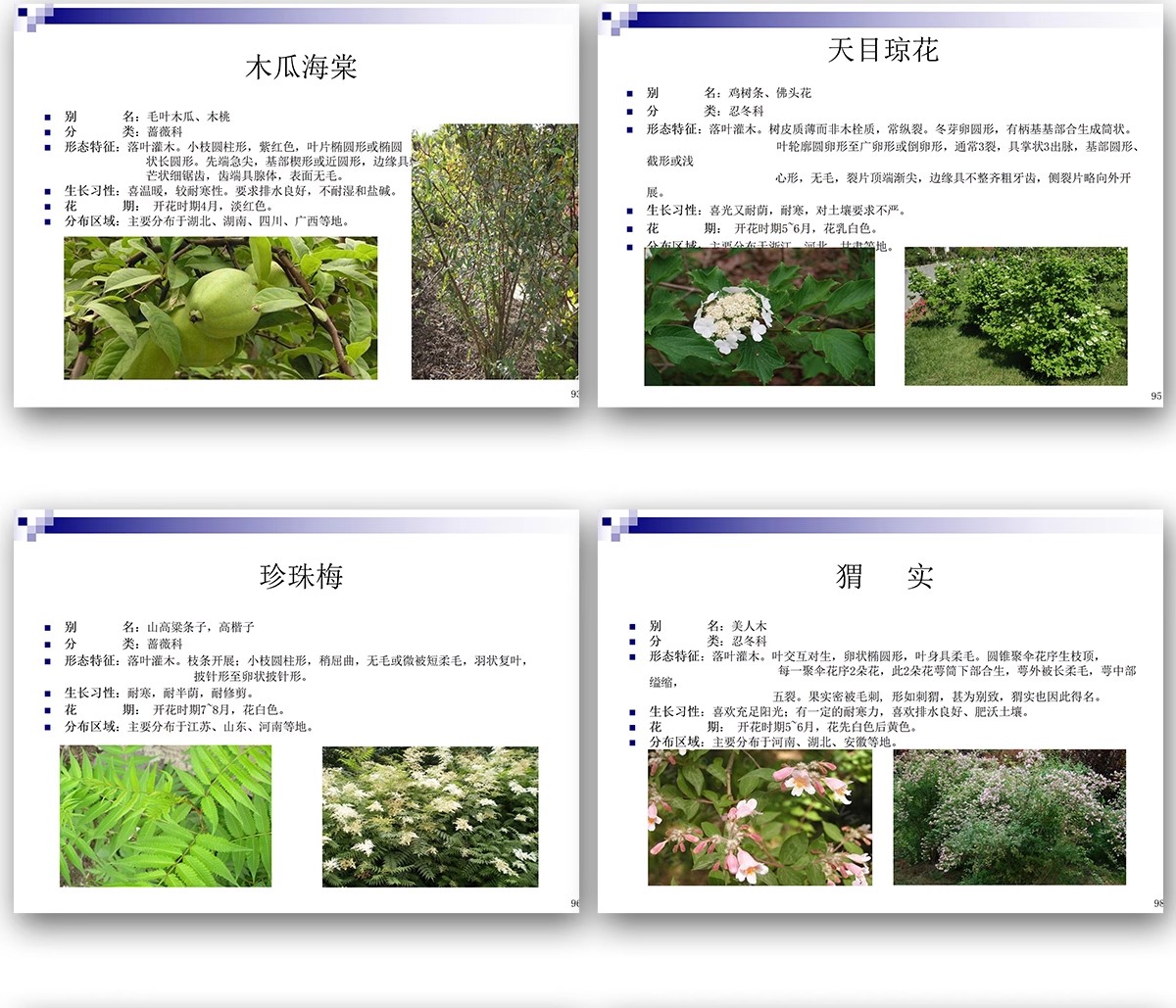 图片[20]-常用园林植物认识介绍乔木灌木地被花卉景观分类应用图片PPT模板-大怪兽分享