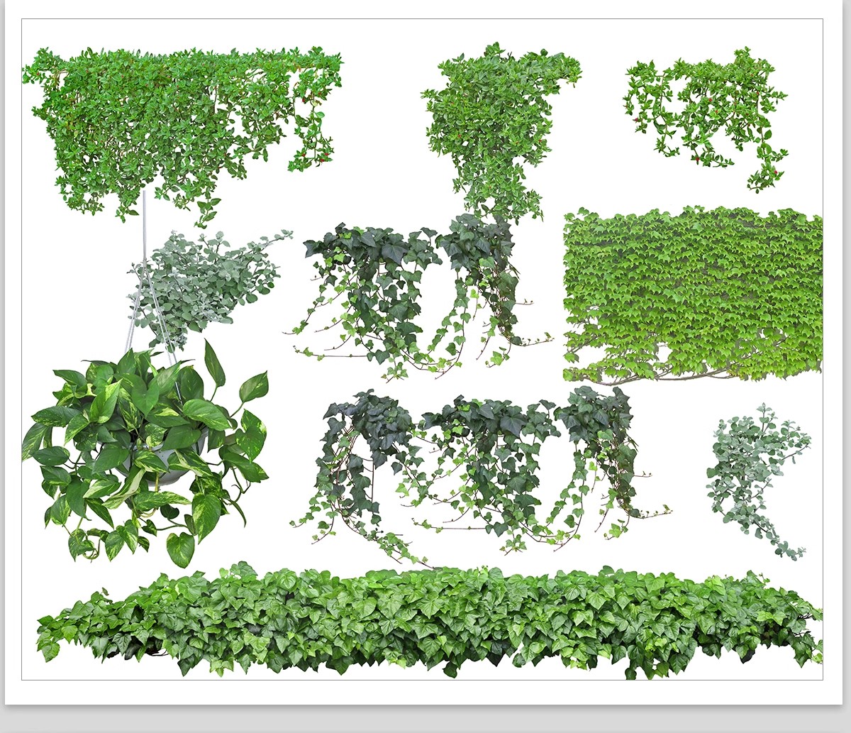 图片[19]-藤蔓爬藤植物爬墙攀援垂钓围墙月季花PS素材蔷薇廊架藤本免抠PSD-大怪兽分享