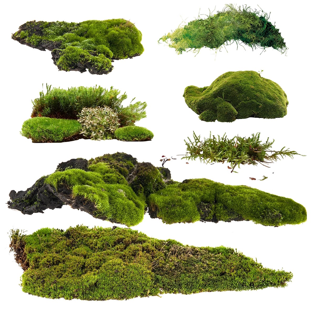 图片[20]-耐阴植物psd免扣园林景观蕨类苔藓矾根苔藓花镜地被ps素材效果图-大怪兽分享