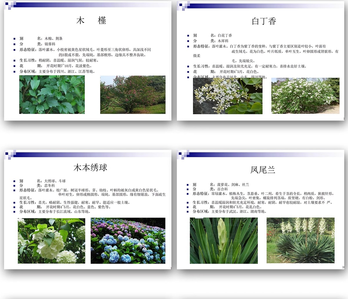 图片[21]-常用园林植物认识介绍乔木灌木地被花卉景观分类应用图片PPT模板-大怪兽分享