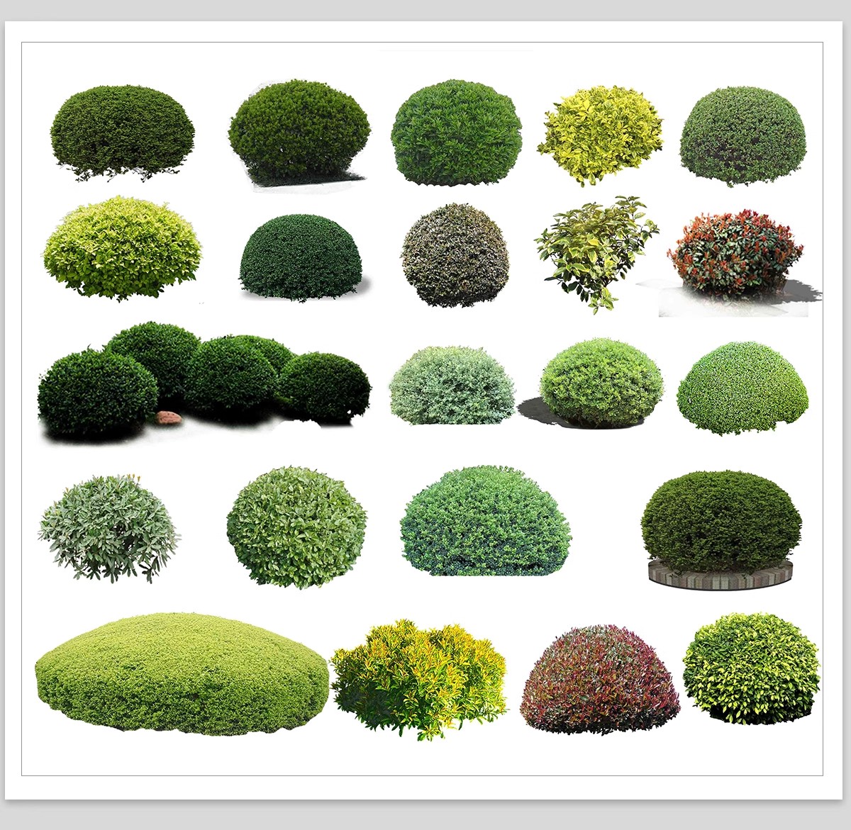 图片[20]-园林景观灌木球ps素材psd免抠效果图球形植物红檵木黄杨女贞石楠-大怪兽分享