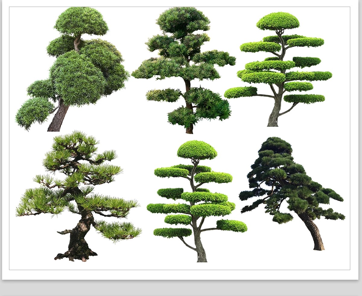 图片[20]-PS景观造型植物灌木球造型树迎客罗汉松桩景效果图png棒棒糖素材-大怪兽分享